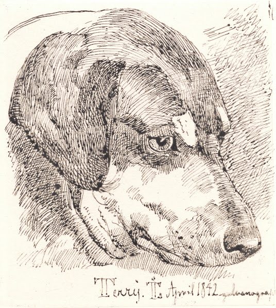 Hundehoved Terry 1842