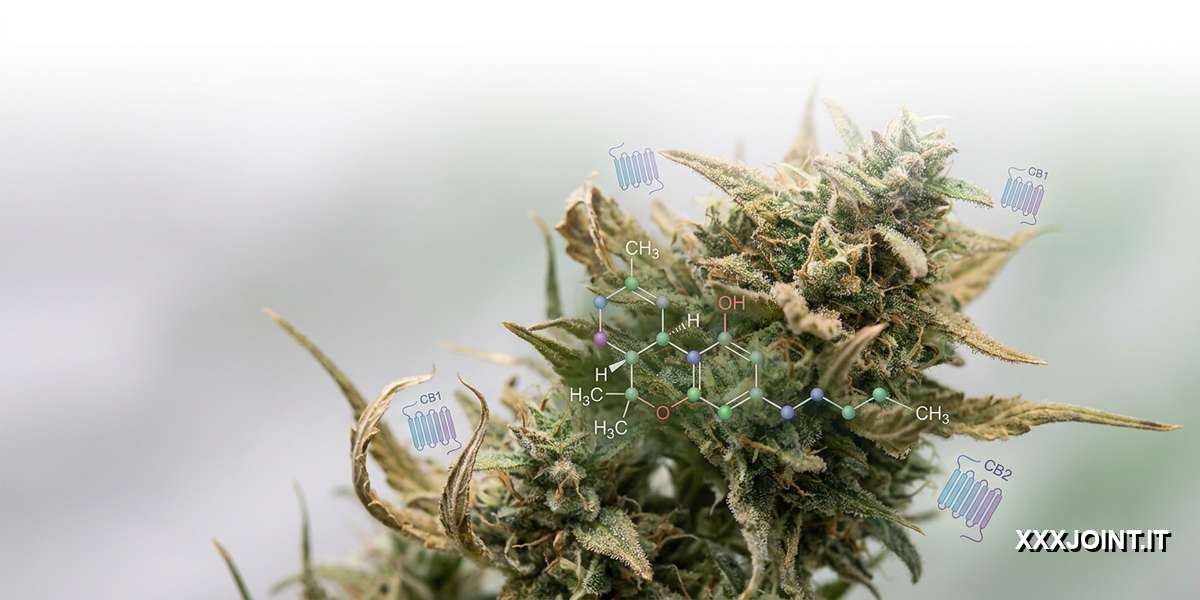 Illustrazione editoriale: definizione e caratteristiche del THC con pianta di cannabis e struttura chimica