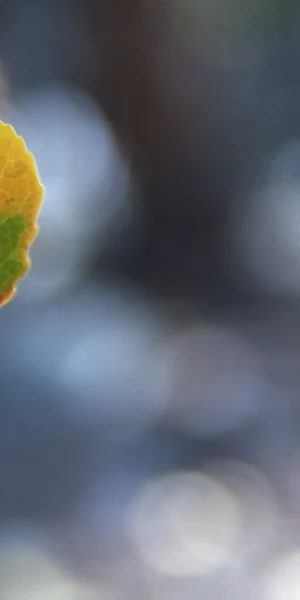 Macro, Leaves, Fall, Bokeh, Plants 4K Wallpaper Background