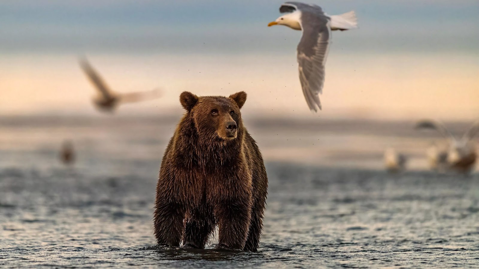 Grizzly Bear Wallpaper