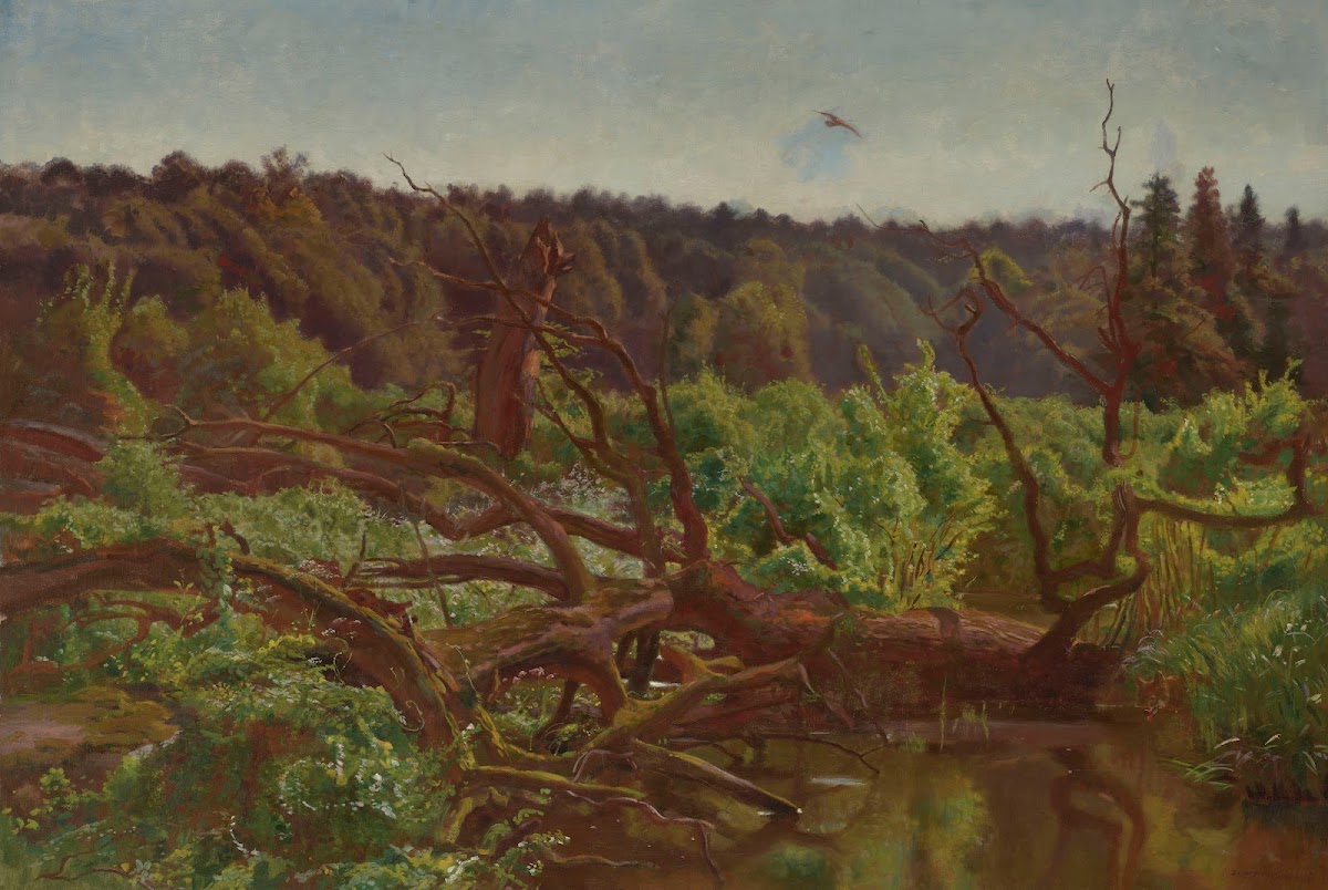 Wilderness Forest Windfalls 1902