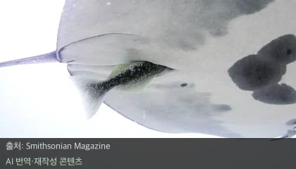 만타가오리 빨판상어 - 만타가오리 몸속에 숨어드는 빨판상어의 기이한 행동