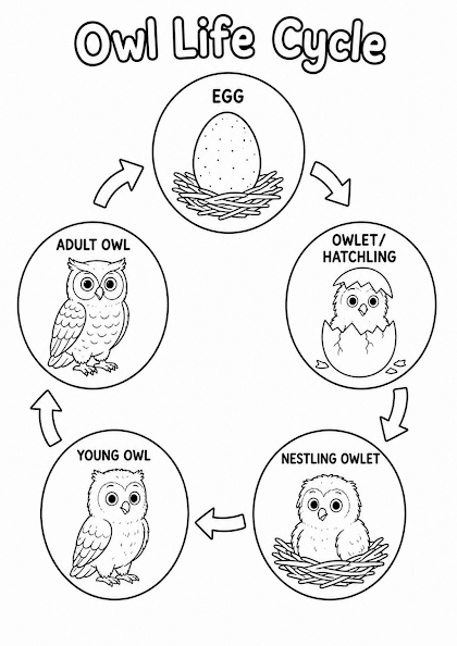 Owl Life Cycle Worksheet