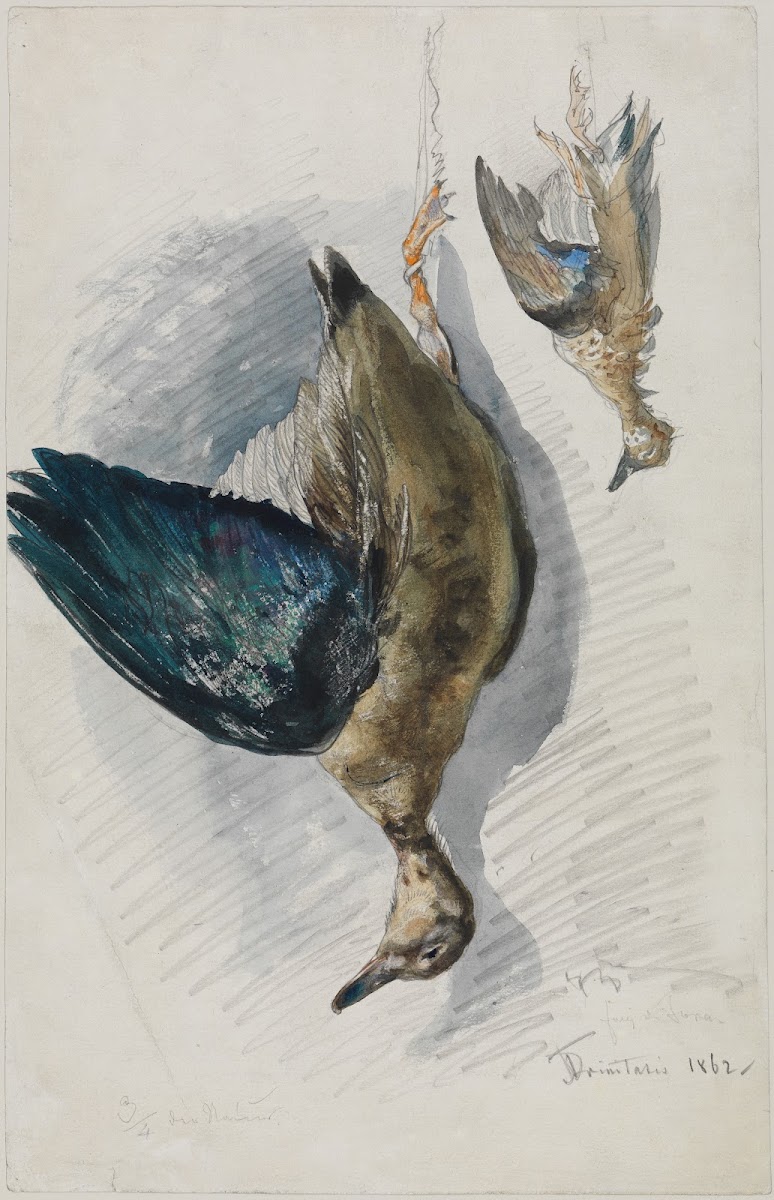 Zwei Studien eines Vogels 1862