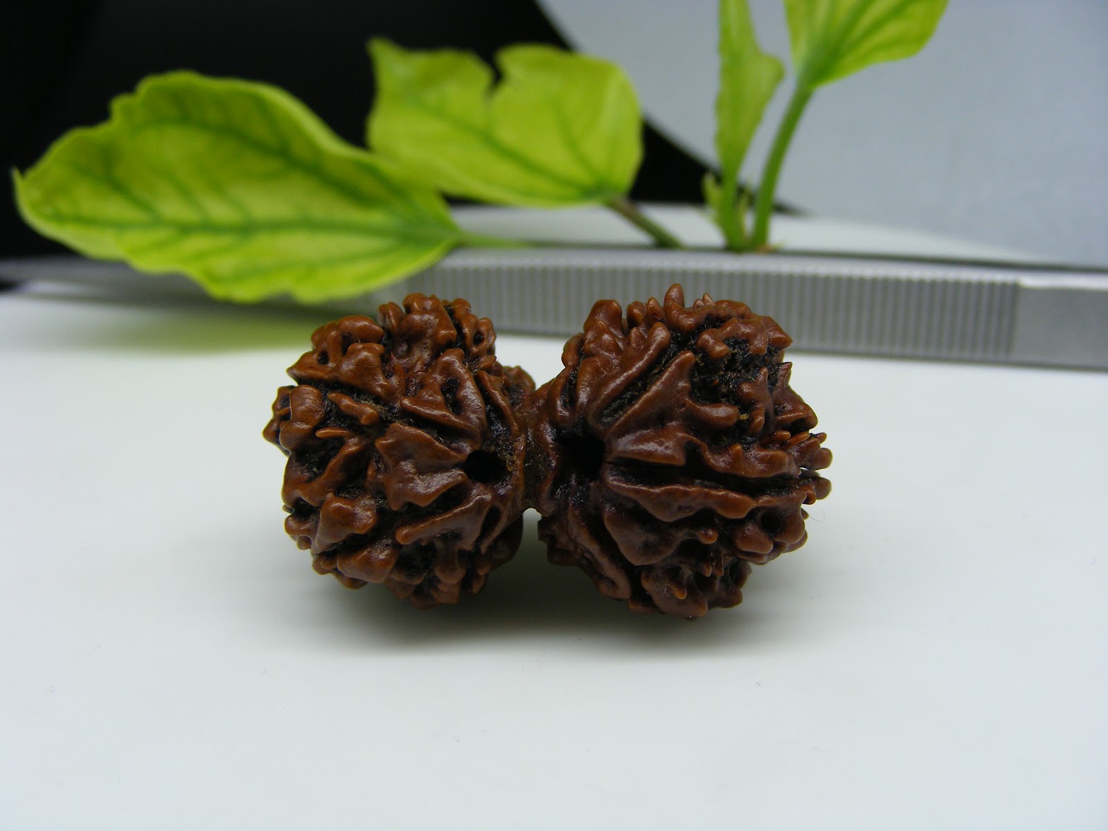 Rudraksha 