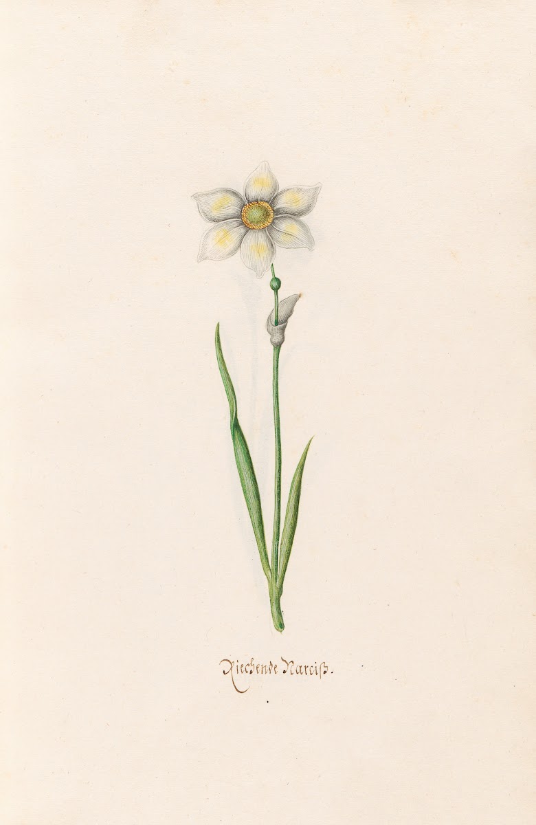 Rieshende Narciss 1692
