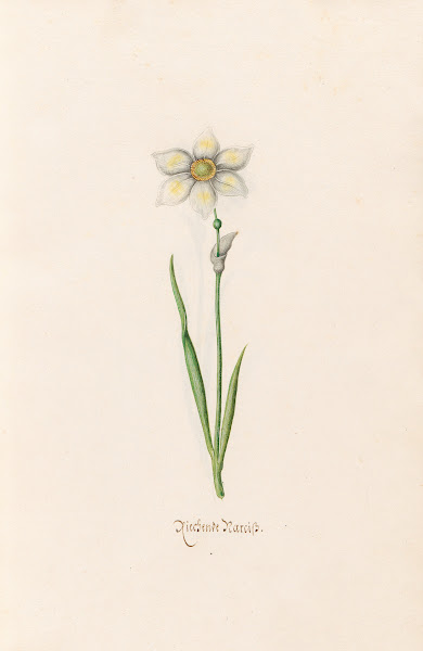 Rieshende Narciss 1692