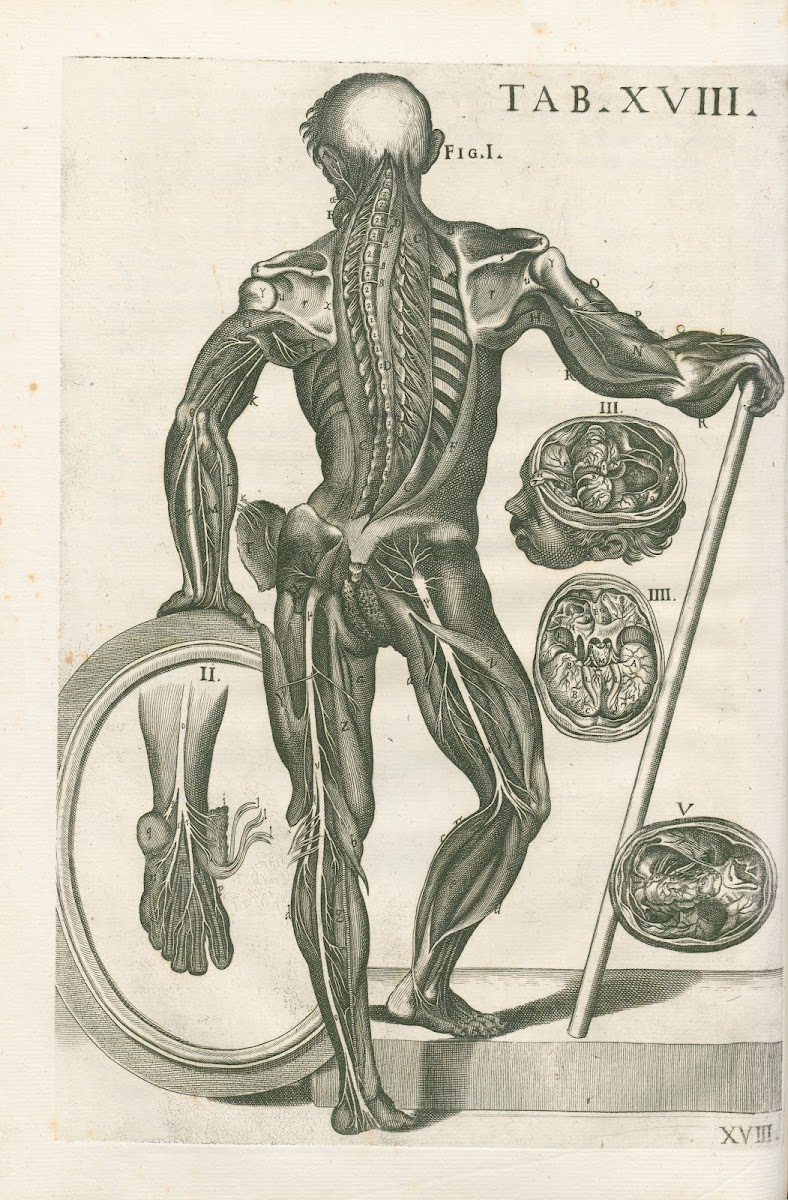 Tabulae anatomicae a celeberrimo pictore Petro Berretino Cortonensi Pl18 1741