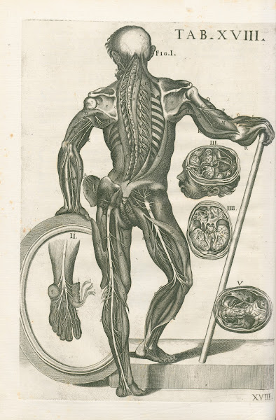 Tabulae anatomicae a celeberrimo pictore Petro Berretino Cortonensi Pl18 1741