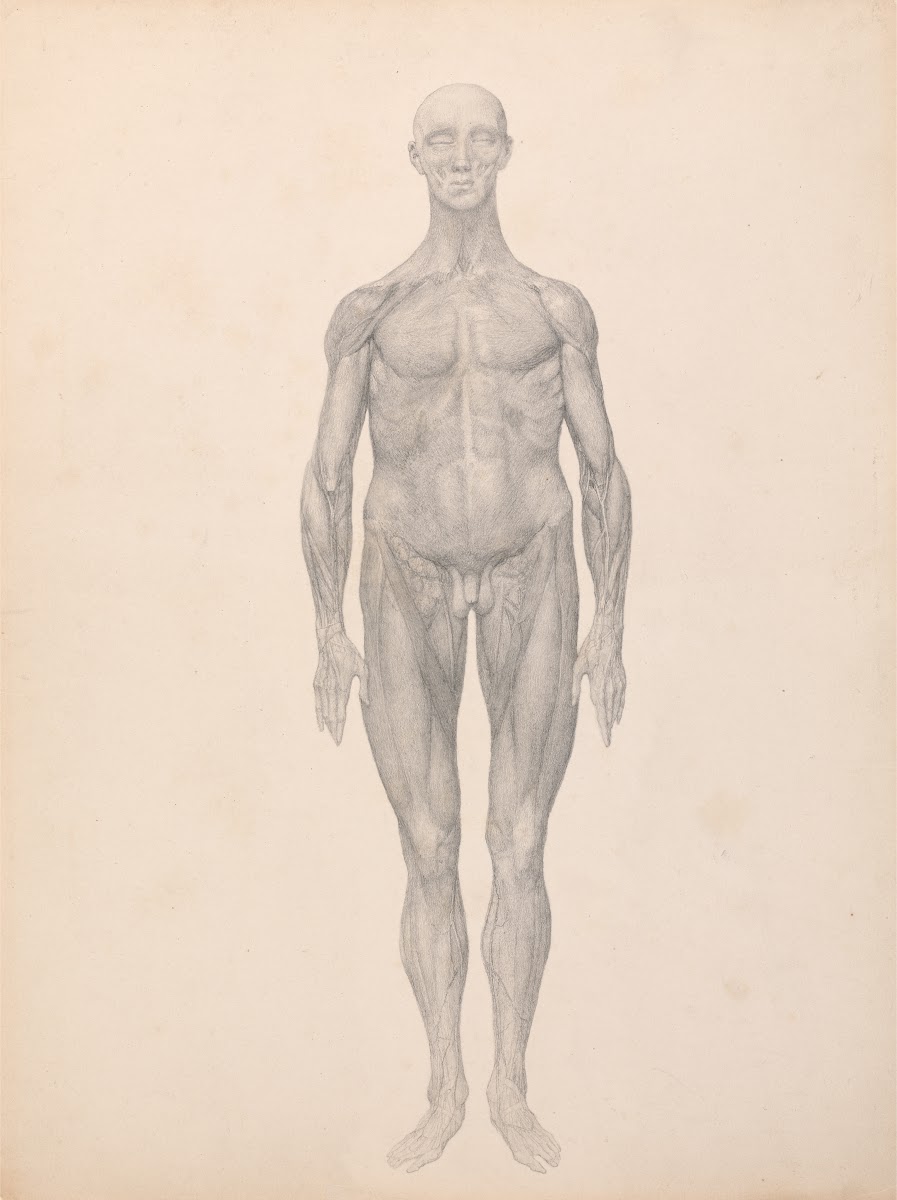 Human Figure Anterior View Skin and Underlying Fascial Layers Removed 1795 to 18