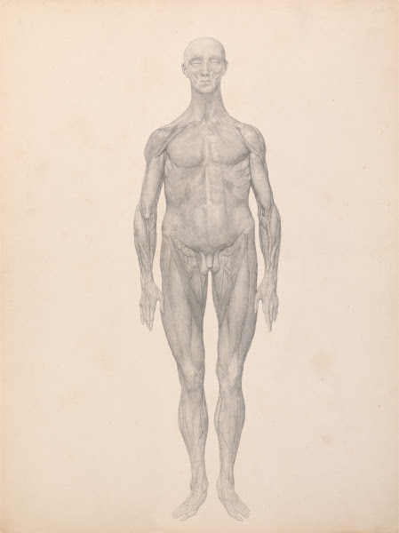 Human Figure Anterior View Skin and Underlying Fascial Layers Removed 1795 to 18