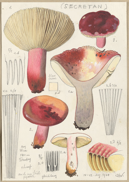 Russula secretan 1915 1945