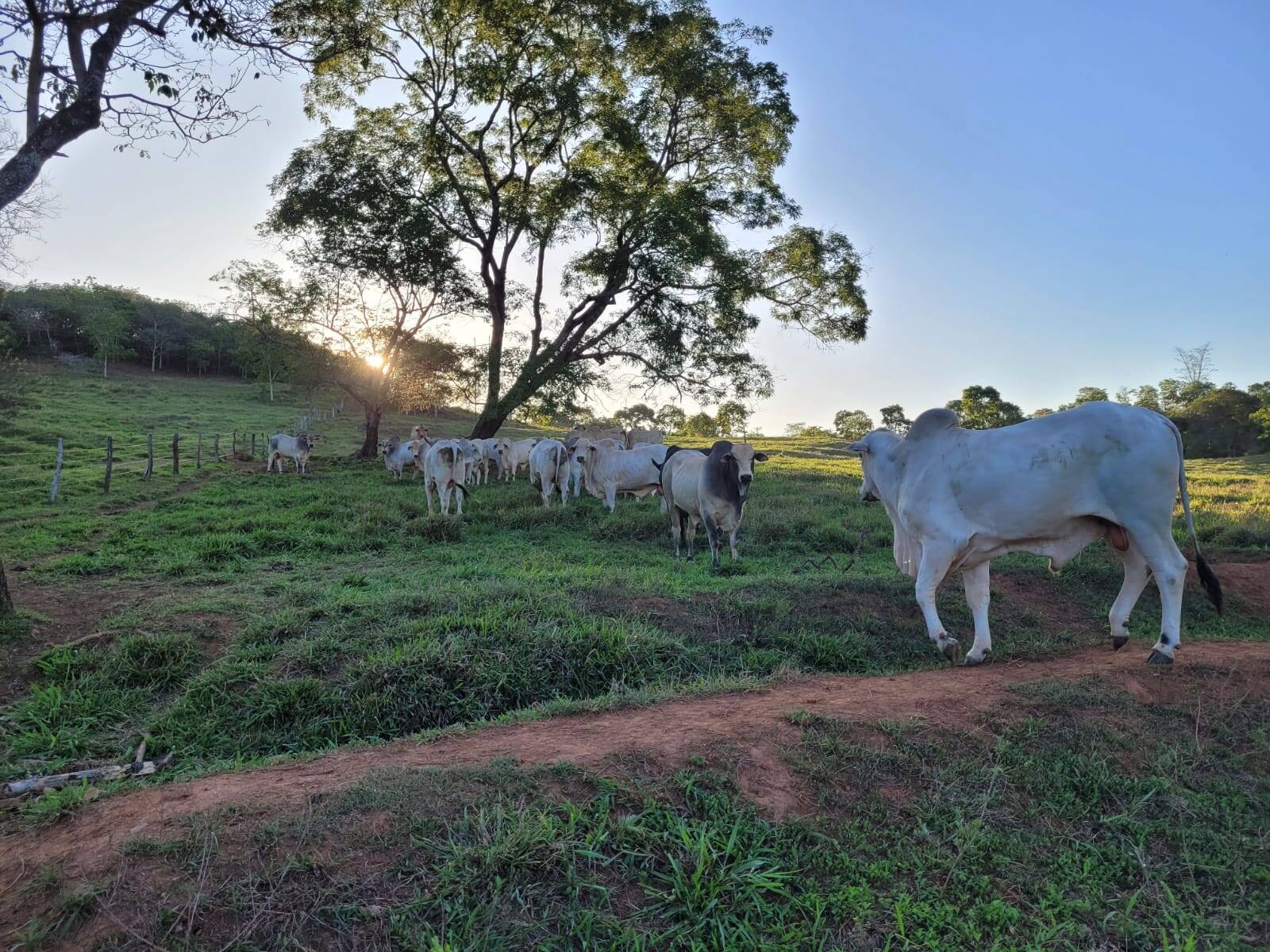 Fazenda em Santa Cruz de Goiás - GO 5