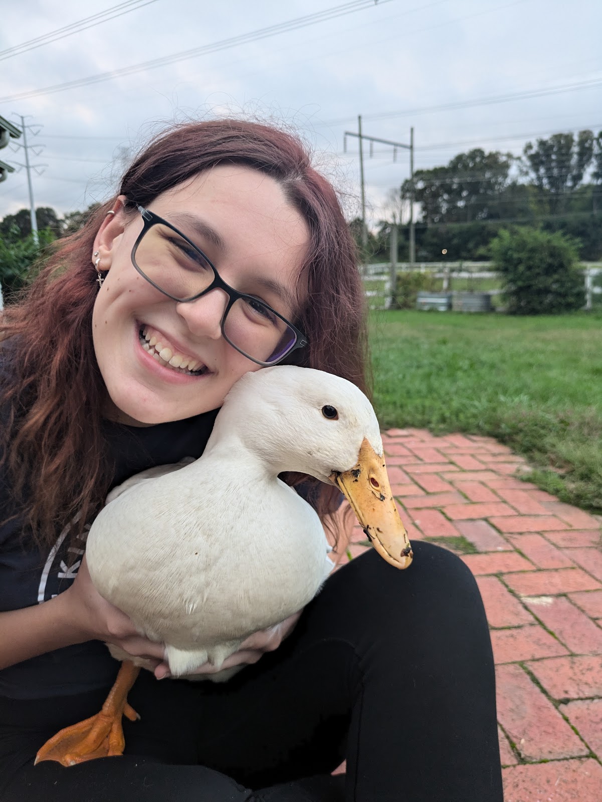 Pekin Grimaud Hybrid