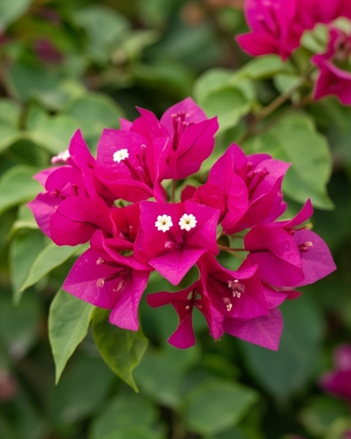 Imported PV Sane Bougainvillea Plant