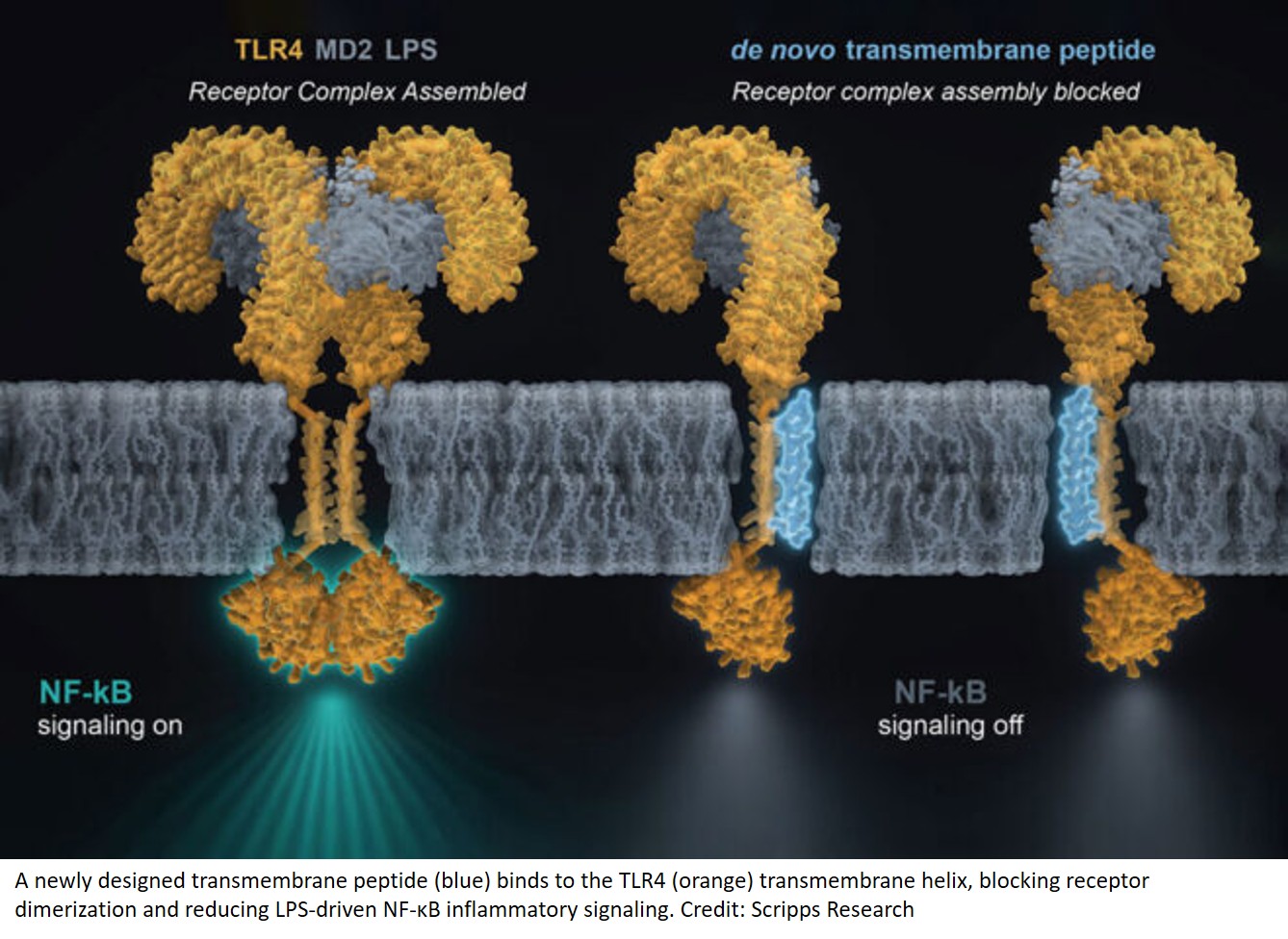 Computer-designed protein targets immune receptor linked to inflammation at a new “undruggable” site