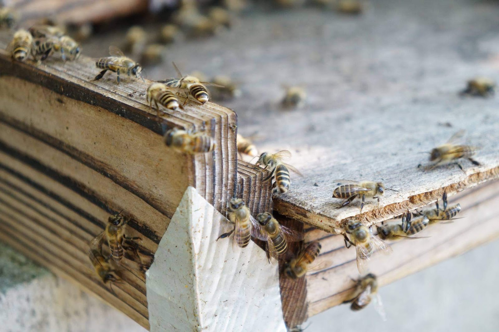 さといろ本舗の画像２