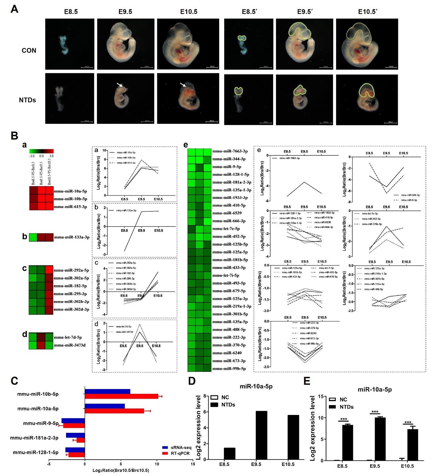 Up-regulation of miR-10a-5p expression inhibits the proliferation and differentiation of neural stem cells by targeting Chl1