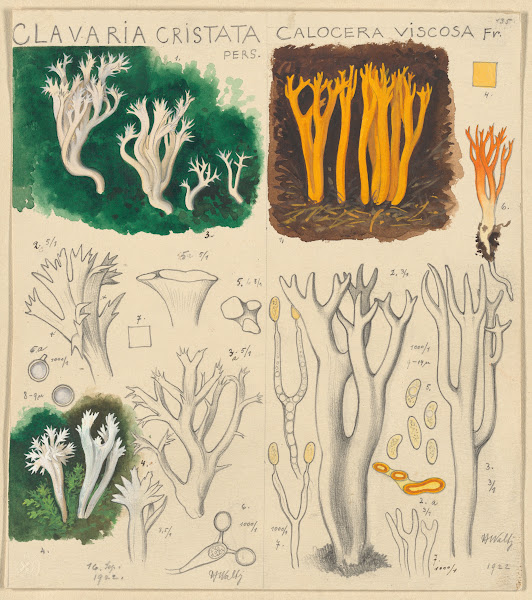 Clavaria cristata Calocera viscosa 1915 1945