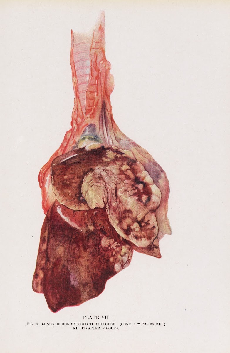 Plate VII Fig 3 Lungs of dog exposed to phosgene 1920