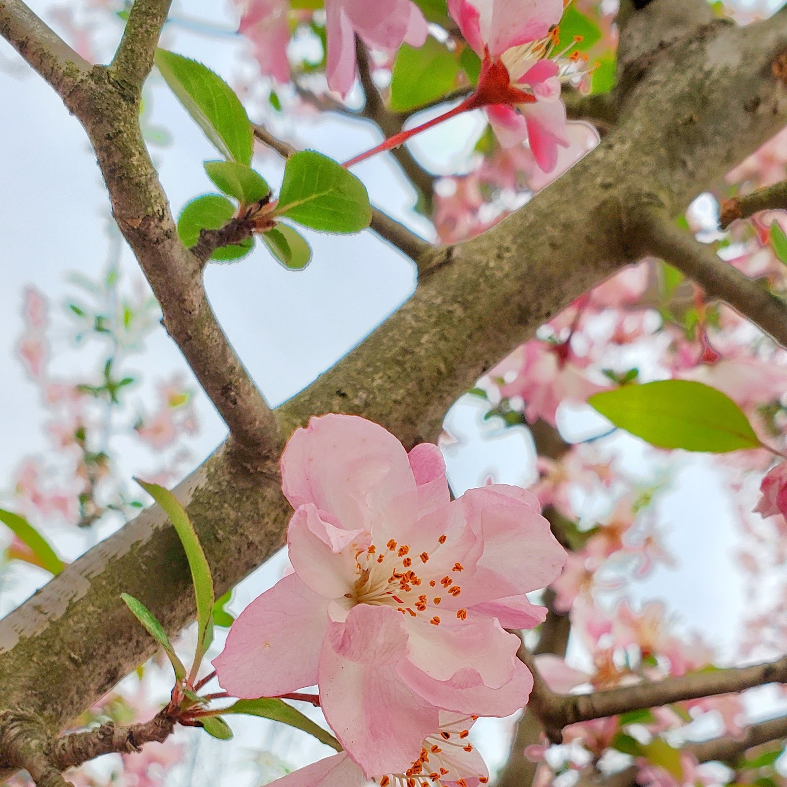 Download Pink Flowers 2K iPhone