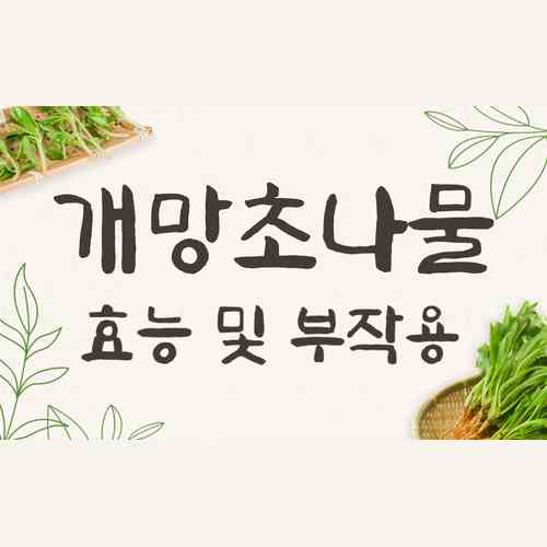 개망초나물 효능과 부작용, 건강에 좋은 망초대나물 활용법
