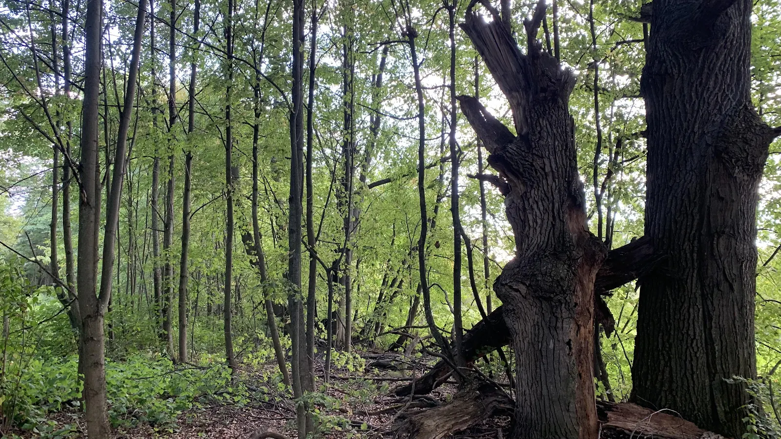 Sunlit Spring Forest Scene - Nature Photography 4K Wallpaper (4032x2268)