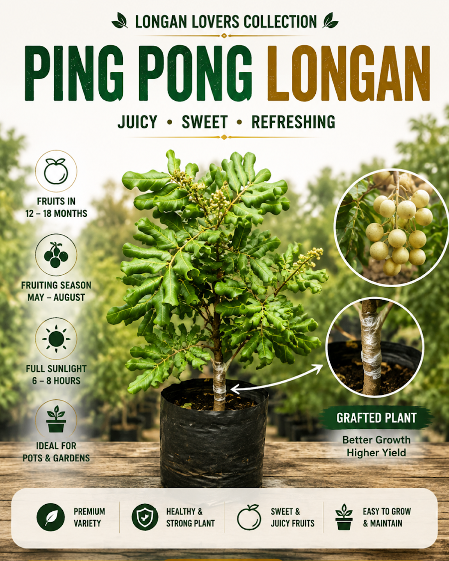 Longan Lovers Collection — view 4