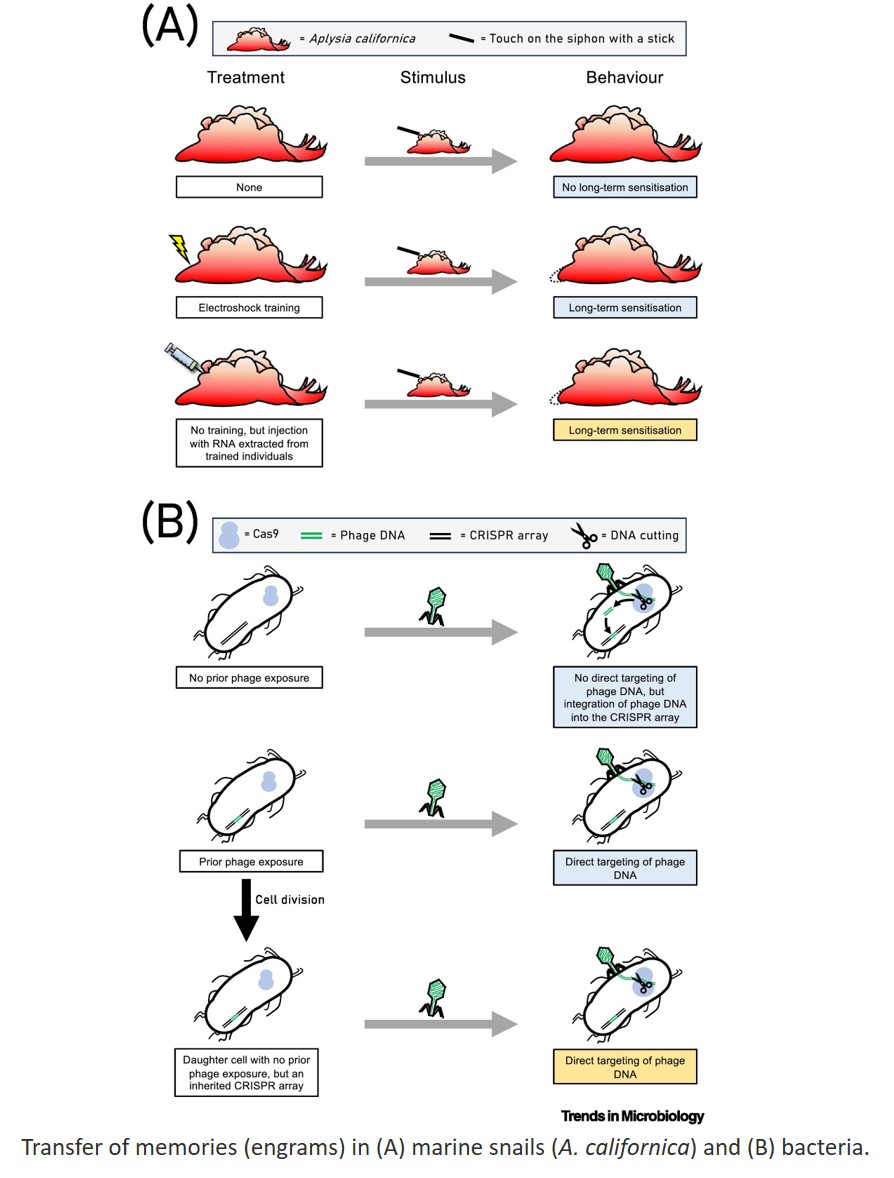 Cognition without brains? Learning and memory in microorganisms