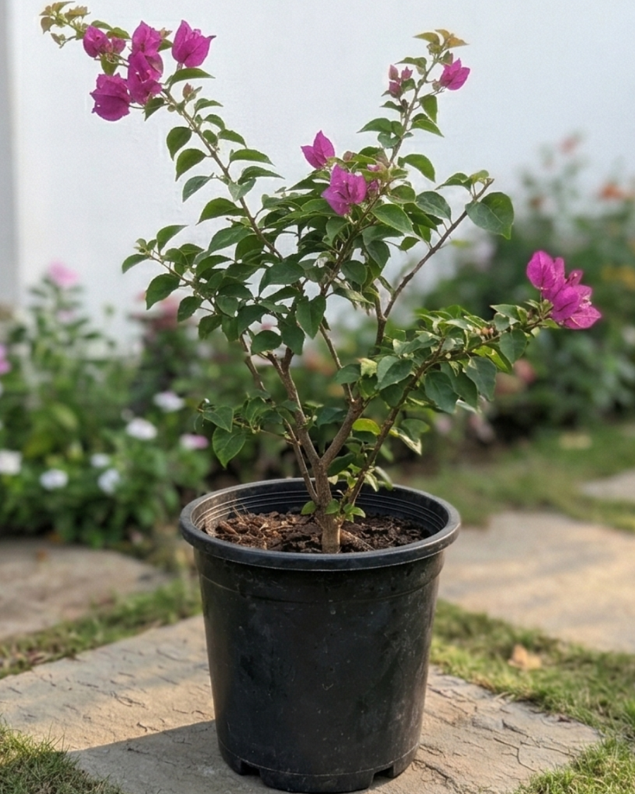 Imported Violet September Bougainvillea Plant — view 6