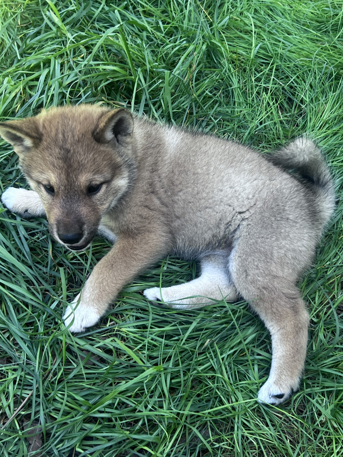 Shikoku puppy photo