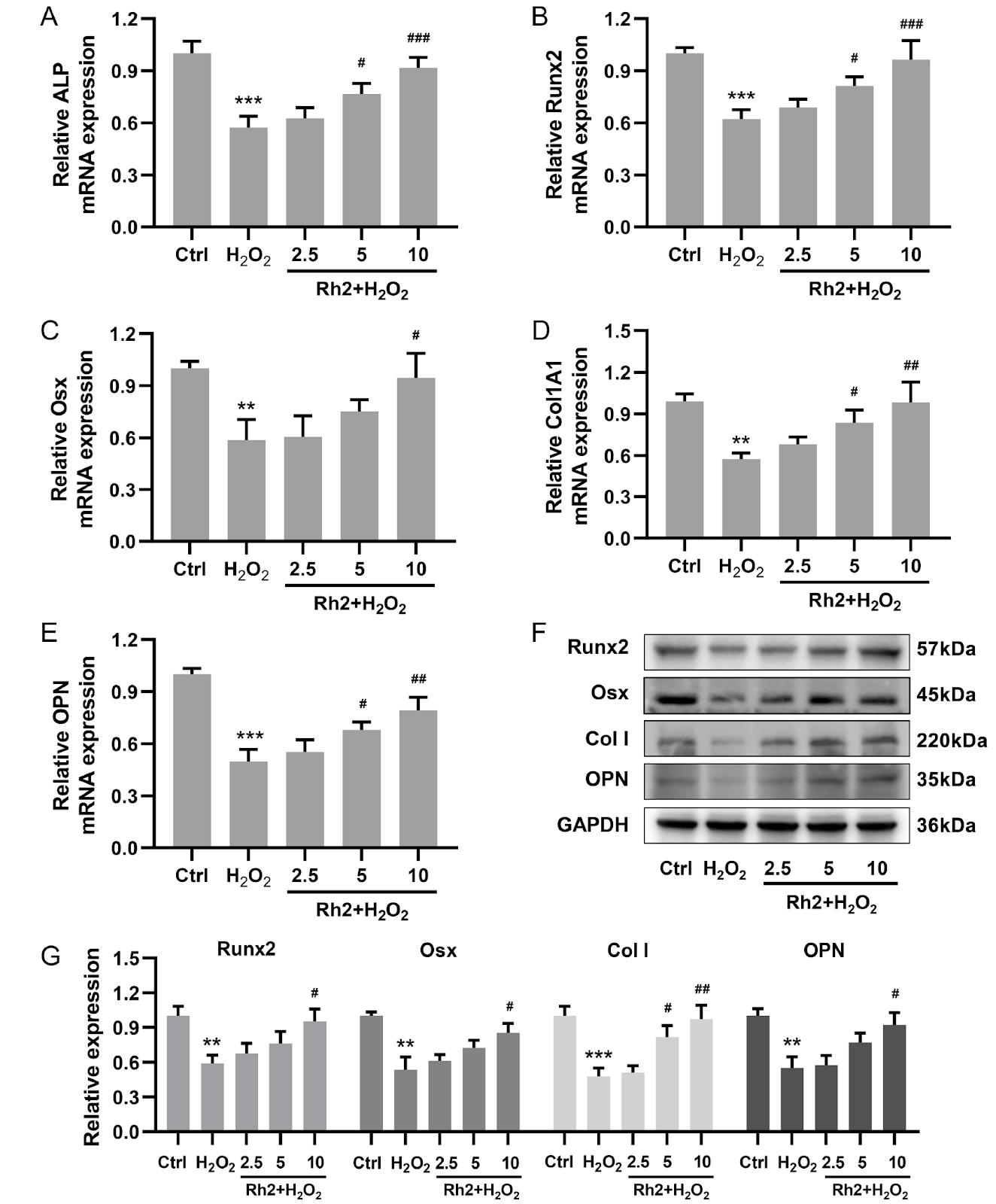 Ginsenoside Rh2 alleviates osteoporosis by attenuating oxidative stress-induced osteoblast dysfunction via the FoxO1/β-catenin pathway