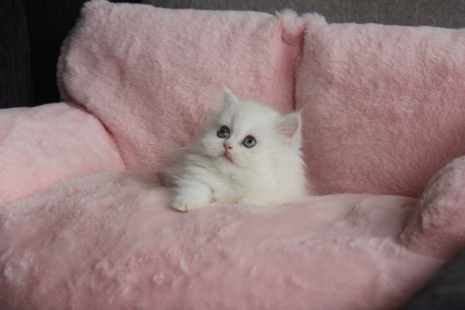 12/19出生 高端優質英國長毛貓銀點小步舞曲妹妹