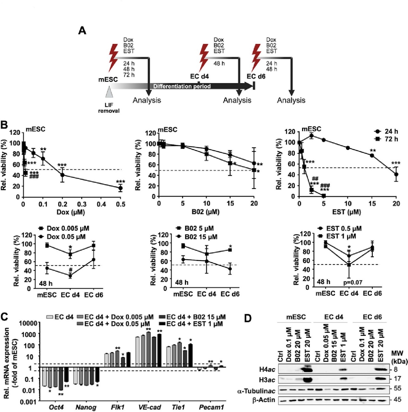 Endothelial progenitor cell susceptibility to DNA damaging and DDR-modulating compounds determines endothelial differentiation accuracy