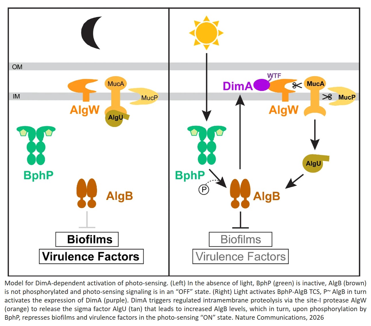 How light suppresses virulence in antibiotic-resistant pathogen