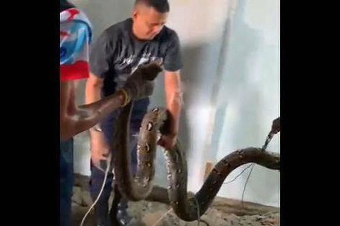 Bắt sống trăn khổng lồ dài 5 mét ẩn nấp dưới sàn nhà dân - Tạp chí Người Đưa Tin