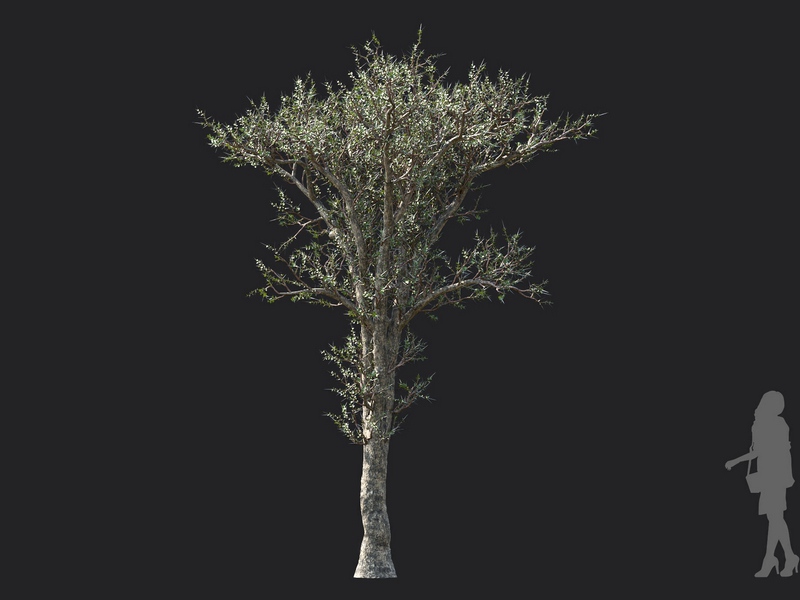 Maxtree - Plant Models Vol.130