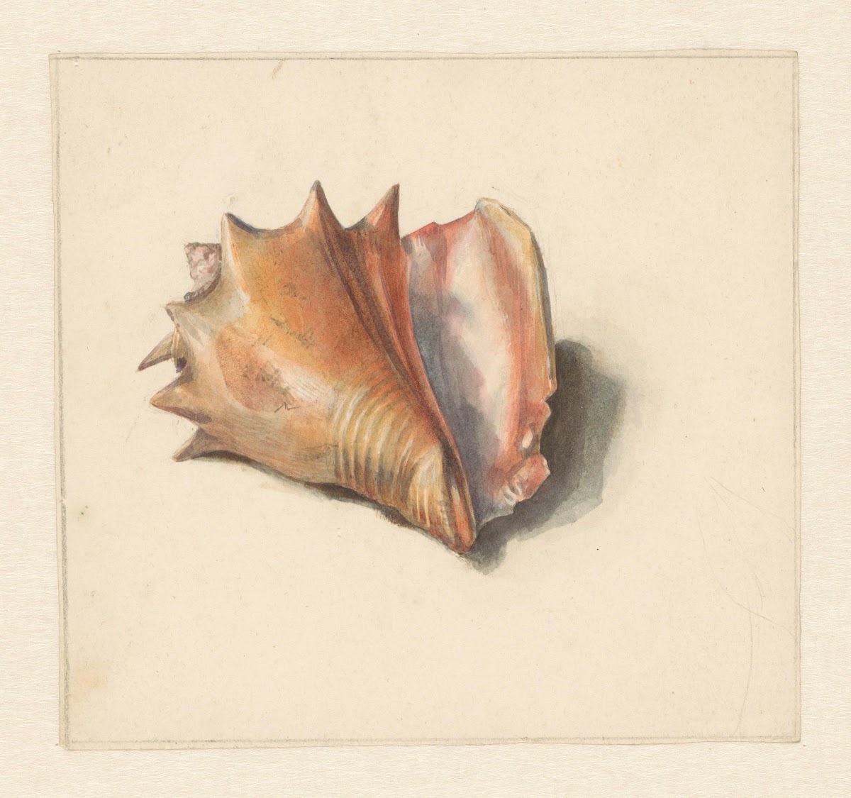 Studie van een schelp 1824   1900