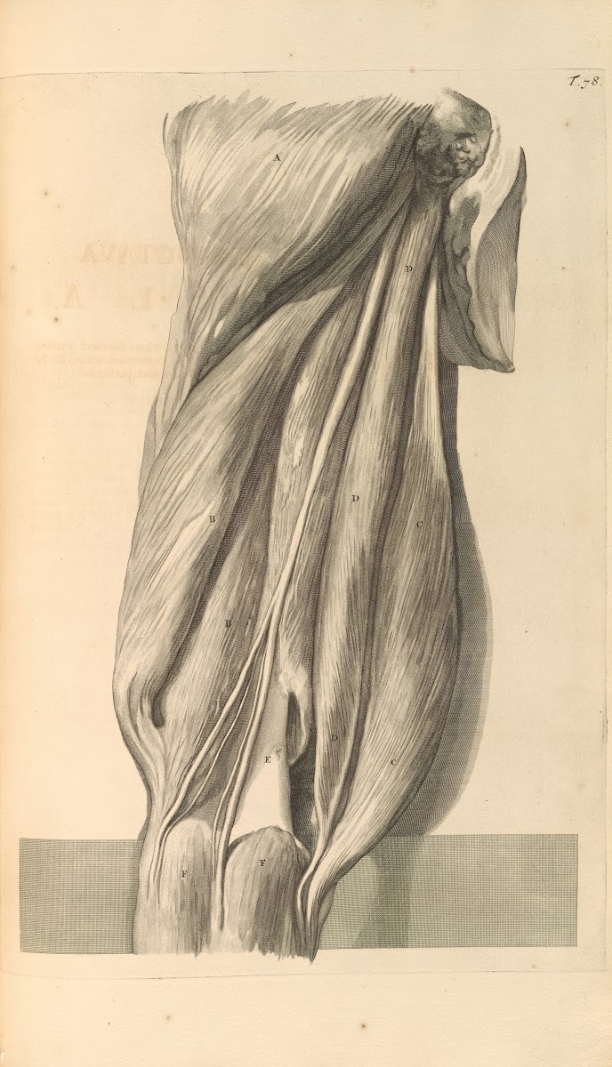 Anatomia humani corporis Pl079 1685