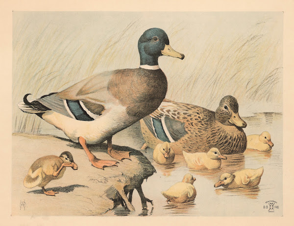 Ænder 1892