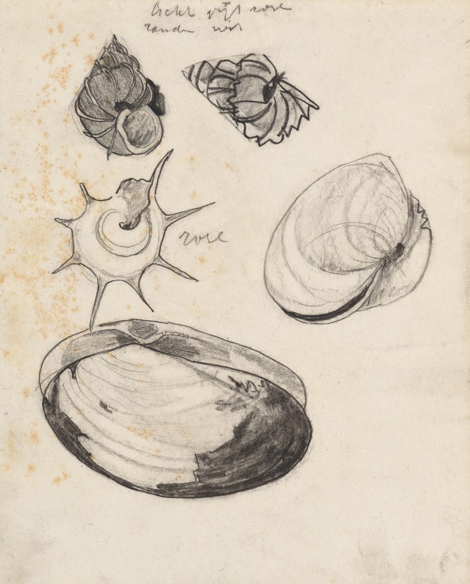 Studieblad met schelpen 1876   1951