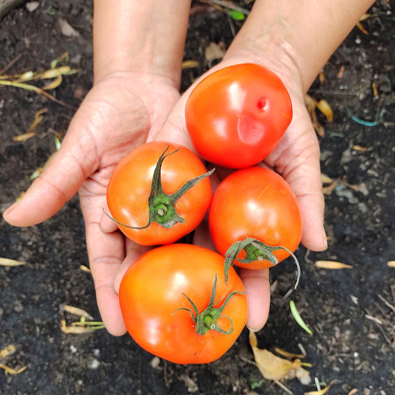 Comprar Tomate chonto orgánico