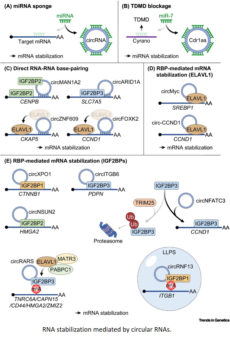 RNA stability regulation by circular RNAs
