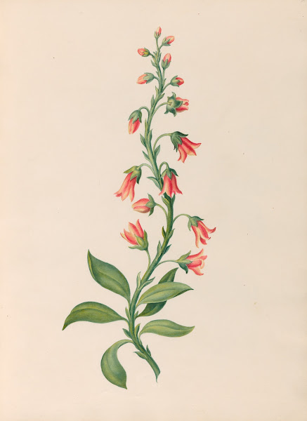 Drawings of tropical flowers and fruits from South America Pl28 1830