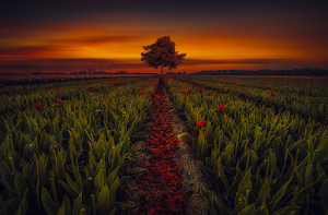 Nature Tree Wallpaper