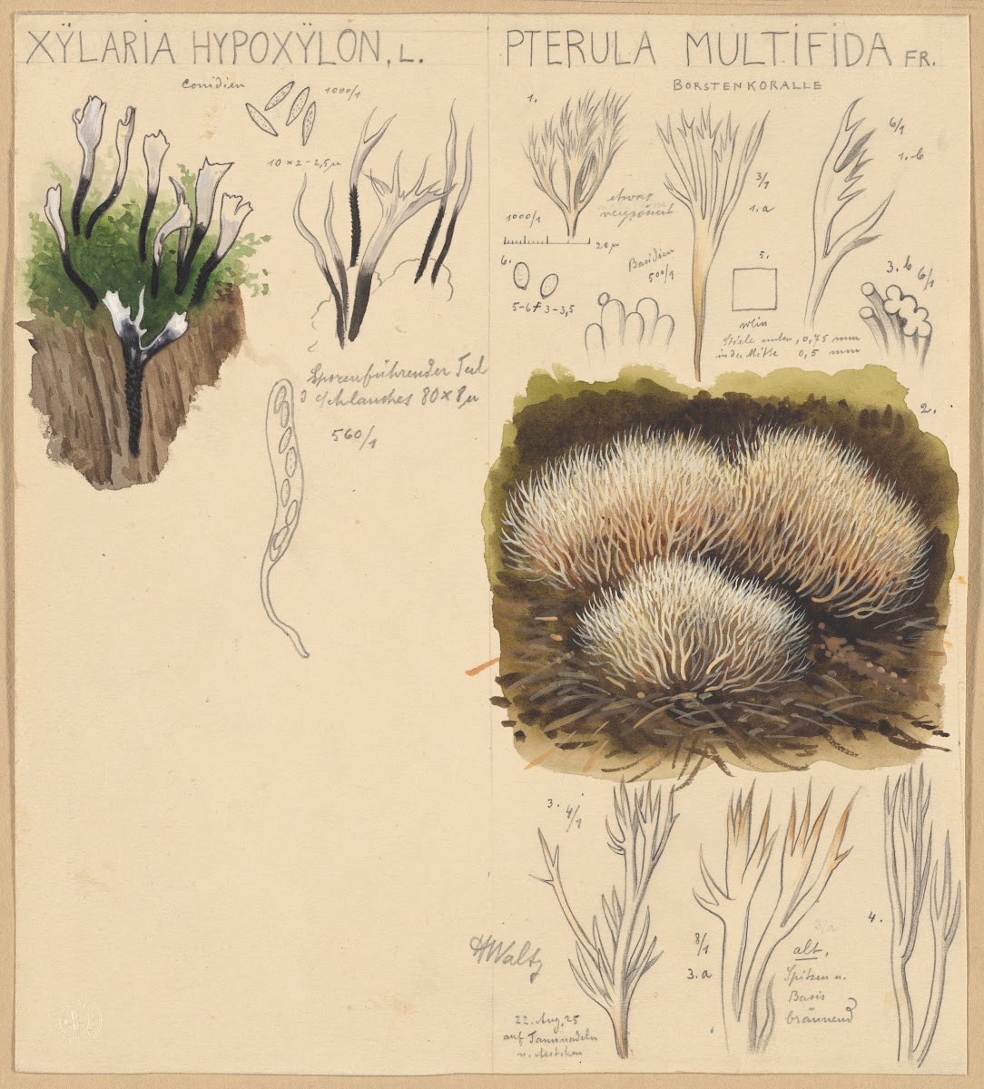 Xylaria hypoxylon Pterula multifida 1915 1945
