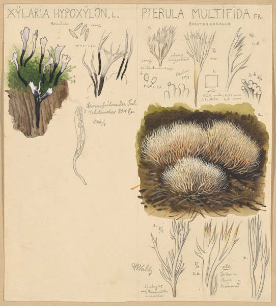 Xylaria hypoxylon Pterula multifida 1915 1945