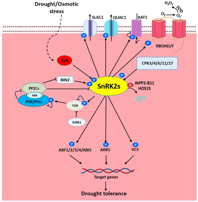 ATAF1 IS A NOVEL SUBSTRATE OF SnRK2 KINASES