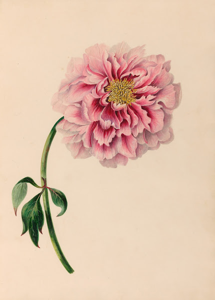 Drawings of tropical flowers and fruits from South America Pl38 1830