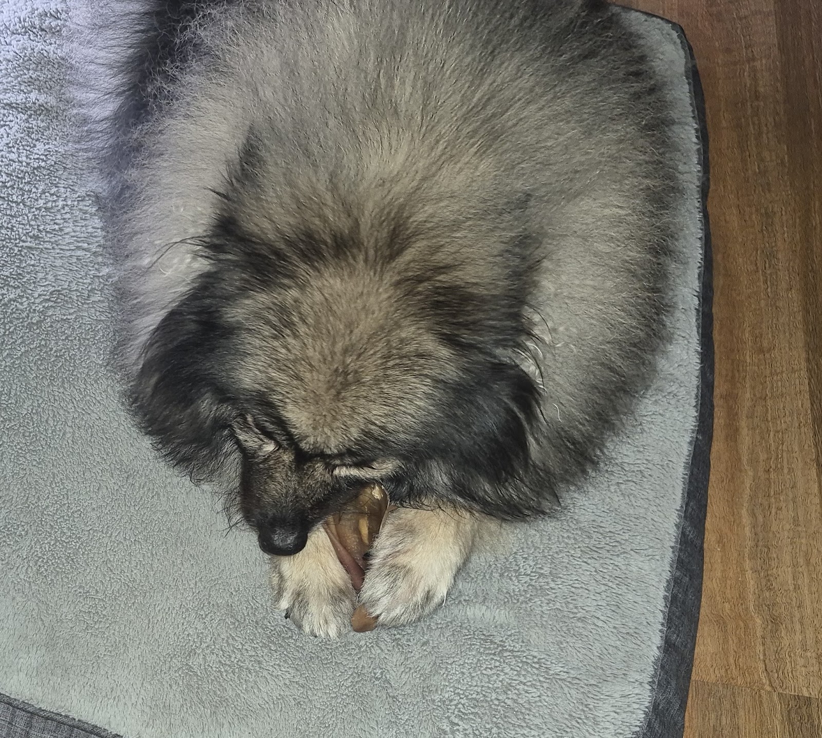 Bella Tarsha patiently waiting for pig ears